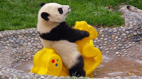 funny panda bear pictures|funny panda bear videos.